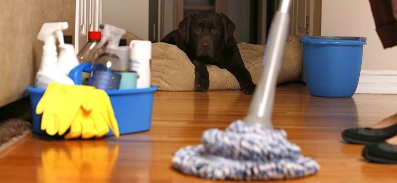 Limpeza em residências: produtos e utensílios certos garantem eficiência.